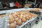 韩国60家环境友好型蛋鸡养殖场检出“毒鸡蛋”