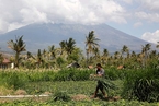 巴厘岛火山警戒级别升至最高 民众淡定收割庄稼
