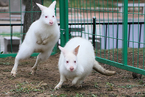 濒危动物白袋鼠亮相烟台 全世界仅有1000余只