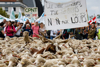 法国农民抗议政府护狼 带羊群占领街头