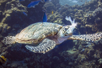 海龟被塑料袋卡住喉咙 生态破坏引人忧心