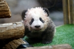 旅法熊猫幼崽获名“圆梦” 由马克龙夫人揭晓