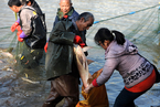 武汉一高校“捕鱼节”捕鱼4万斤 学生可免费吃鱼