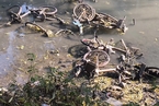 杭州一公园河水被抽干 河底现大批共享单车