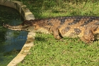 印尼近3米长巨鳄误闯居民家中 获环保人员放生