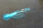 荷兰翠鸟入水抓鱼瞬间被冰封 仿佛冰冻琥珀