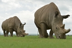 最后一头雄性北非白犀牛去世 该物种濒临灭绝