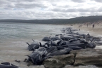 澳大利亚150余头领航鲸搁浅 已有一半死亡