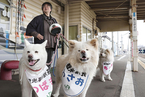 日本网红秋田犬当上车站站长 吸引更多游客观摩
