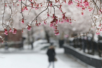 纽约降下15年来最大“四月雪” 鲜花雪中绽放