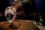法国展出6700万年前霸王龙骨架化石