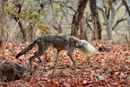 印度一野狼头卡进塑料桶瘦成皮包骨 众人施救