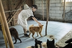 广州动物医院免费狂犬疫苗 服务百只流浪狗狗