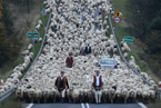 波兰“绵羊大军”回农场过冬 占领马路吞没车辆