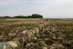 江苏北部遇罕见干旱 洪泽湖水域面积缩小近一半