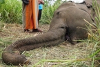 斯里兰卡中部4头大象死亡 警方怀疑村民下毒