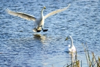 天鹅飞临山东荣成国家自然保护区越冬