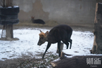 北京今冬再降雪 看动物如何过雪天