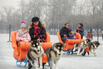北京颐和园上线“狗拉雪橇”冰车 受游客欢迎