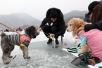 韩国麟蹄冰鱼节进行中 游客凿冰垂钓