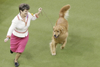 威斯敏斯特犬展持续举行 宠物与主人亲密互动