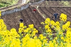 全国各地陆续恢复春耕 田间地头一派忙碌景象