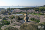 武汉东湖樱花烂漫 向援鄂医护人员免费开放
