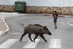 多国民众宅家隔离 野生动物现身城市