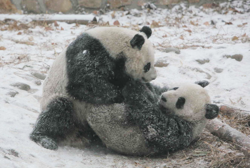 财新每周图片 2011 2 5 2 11 图片频道 财新网