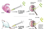 干细胞治疗动物试验示意图
