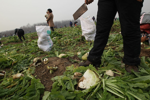 11月26日，郑州，拿着菜刀收萝卜的市民。 陈更生/CFP