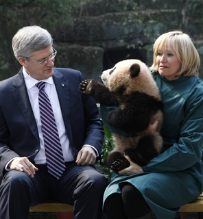 2月11日，重庆动物园，加拿大总理哈珀夫妇与一只大熊猫幼仔亲密接触。 人民图片/Adrian Wyld
