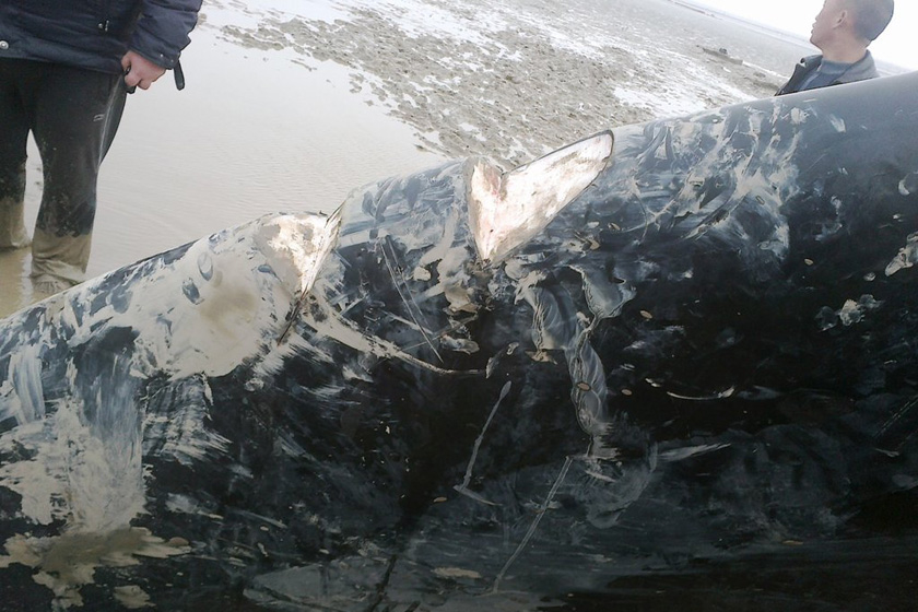 3月18日，在江苏省盐城市滨海县境内的黄海滩上，被割肉的死亡抹香鲸。 响水网/CFP_江苏搁浅鲸鱼死亡后遭人割肉