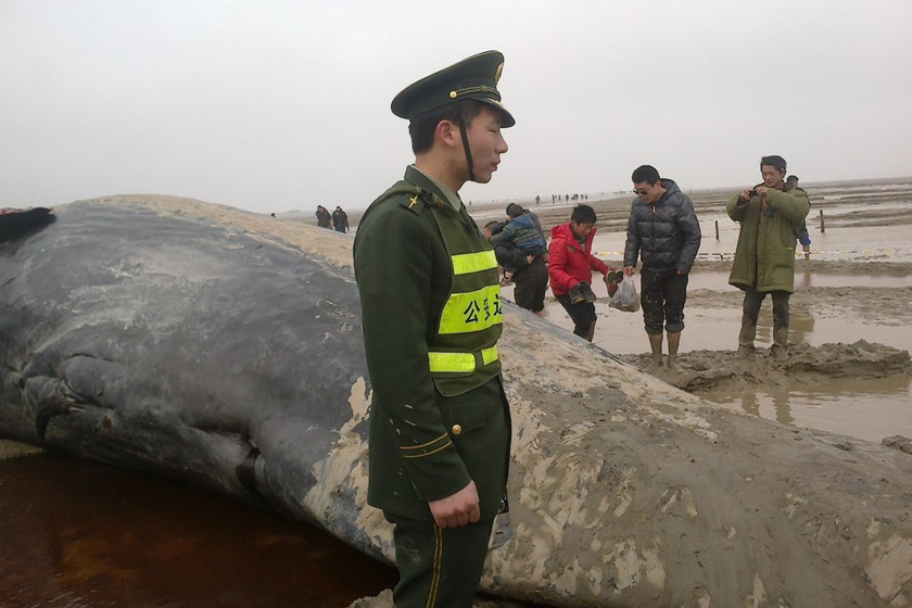 3月18日，在江苏省盐城市滨海县境内的黄海滩上，死亡的抹香鲸。 响水网/CFP_江苏搁浅鲸鱼死亡后遭人割肉