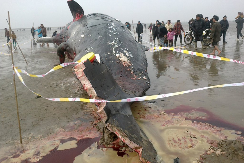鲸鱼被杀的图片图片