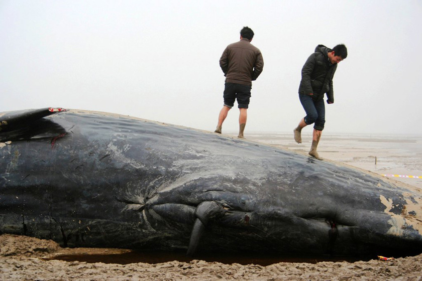 3月18日，在江苏省盐城市滨海县境内的黄海滩上，有人在鲸鱼身体上踩踏拍照。 李根/CFP_江苏搁浅鲸鱼死亡后遭人割肉