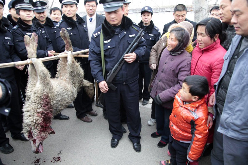 3月19日，山东枣庄滕州市公安局出动了百余警力围捕灰狼。 高翔 谢经岭/东方IC _山东枣庄灰狼频伤数人 百余警察围捕
