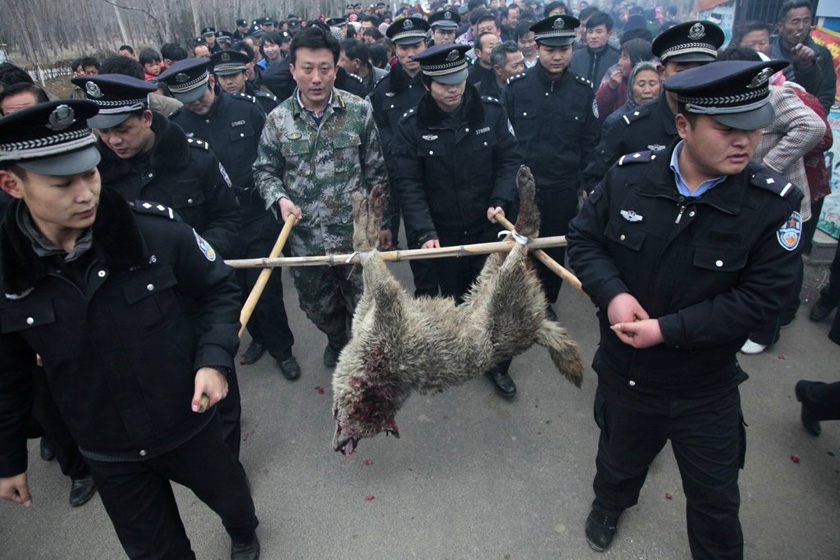 3月19日，山东枣庄滕州市柴胡店镇，民警抬着被打死的灰狼。 高翔 谢经岭/东方IC _山东枣庄灰狼频伤数人 百余警察围捕