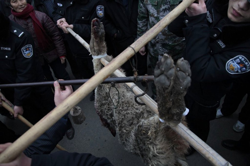 3月19日，山东枣庄滕州市柴胡店镇，民警抬着被打死的灰狼。 高翔 谢经岭/东方IC _山东枣庄灰狼频伤数人 百余警察围捕