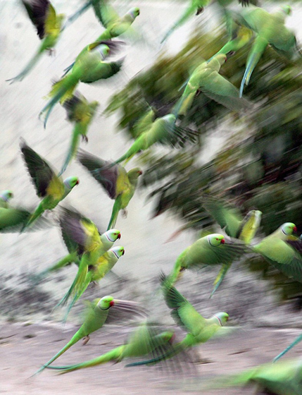 2012年3月20日，印控克什米尔Ambh村，鹦鹉在吃食之后，飞离院落。 CFP_财新每周图片(2012.3.17-3.23) 