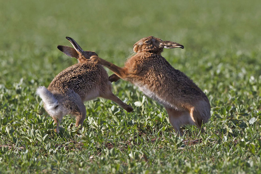 野生动物摄影师罗恩·麦克康比在苏格兰边境拍到了雌雄两只兔子打斗的场景。每逢春天，兔子们都会互相打斗，去争夺合适的伴侣进行交配。 barcroftmedia/CFP_财新每周图片(2012.3.17-3.23) 