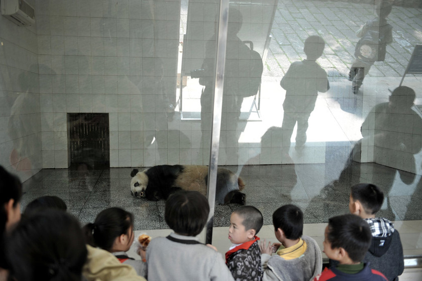 3月23日，海峡（福州）大熊猫研究交流中心，一群小游客在观看采完血的大熊猫。 柳涛/CFP_直击大熊猫“献血”过程