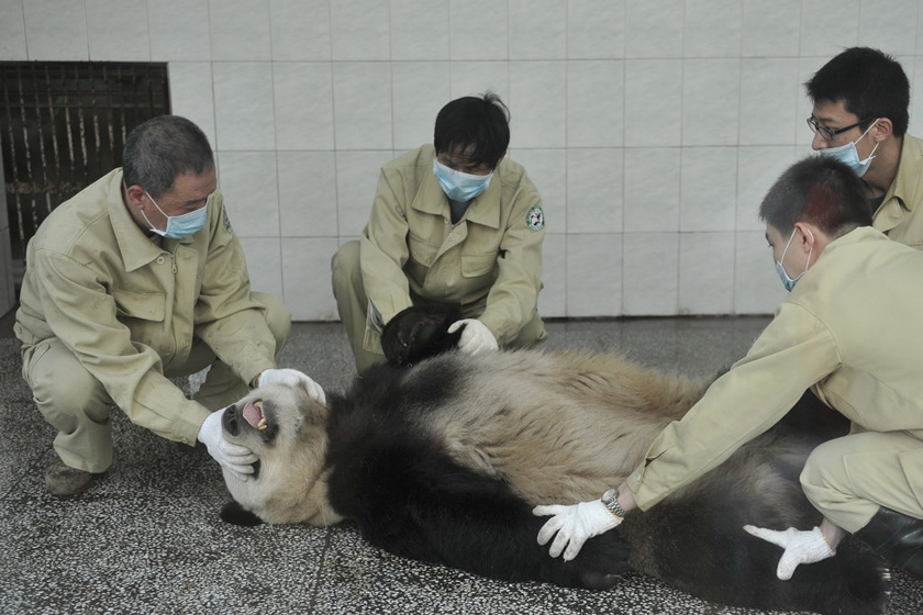 直击大熊猫"献血"过程