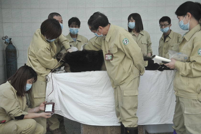 3月23日，海峡（福州）大熊猫研究交流中心，工作人员对大熊猫采血。 柳涛/CFP_直击大熊猫“献血”过程