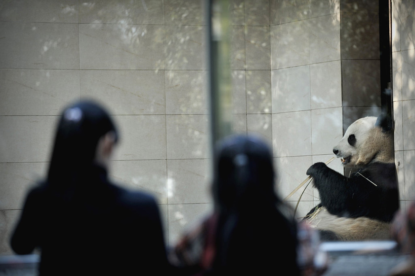 3月22日，海峡（福州）大熊猫研究交流中心，采血前一天，年轻的大熊猫在享受食物。 柳涛/CFP_直击大熊猫“献血”过程