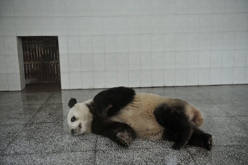 3月23日，海峡（福州）大熊猫研究交流中心，采完血的大熊猫在地上休息。 柳涛/CFP_直击大熊猫“献血”过程