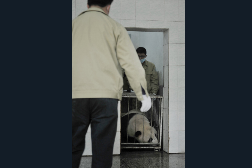 3月23日，海峡（福州）大熊猫研究交流中心，实施麻醉后的年轻大熊猫。 柳涛/CFP_直击大熊猫“献血”过程