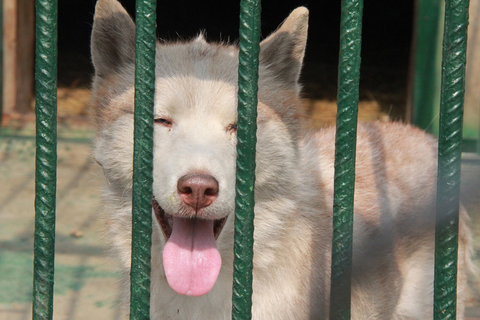 山东枣庄疑似“母狼”表现温顺 被带离验身