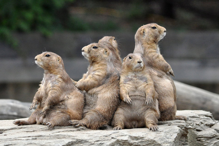 （具体拍摄日期不详）几只草原土拨鼠相互靠坐在一起享受日光浴，神似一家子电视迷挤在一块儿看电视。草原土拨鼠属于松鼠科，主要生活在加拿大、美国西部和墨西哥。  CFP_财新每周图片(2012.4.14-4.20) 