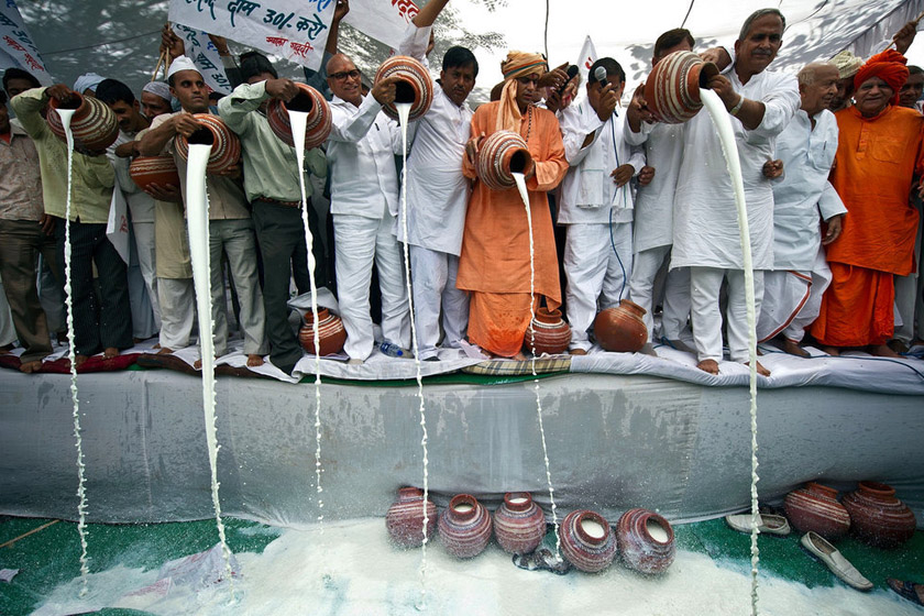 2012年4月20日，印度新德里，来自德里和北方邦的奶农将牛奶倒入排水沟中，抗议奶厂降低牛奶收购价的决定。 PRAKASH SINGH/东方IC_财新每周图片(2012.4.21-4.27) 